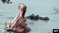 FILE - Hippopotamuses wallow in the Dungu River in the Democratic Republic of Congo, Feb. 2, 2016. A charging hippo capsized a canoe in Malawi on May 15, 2023, leaving one child dead and more than 20 people missing.
