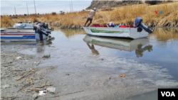 La fauna de la zona también se ve afectada por el menor nivel del lago Titicaca. La disminución de sus aguas deja suelos agrietados y poco alimento para los animales.