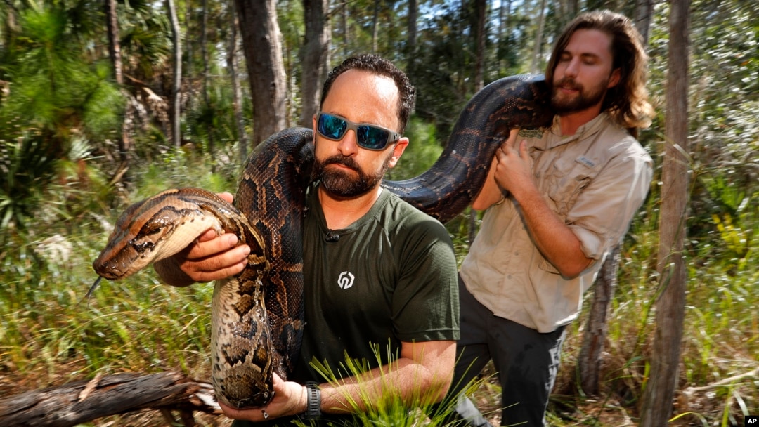 Arhiv: Iznošenje ženke Burmanskog pitona, dugačke više od četiri metra i teže gotovo 45 kilograna, iz staništa u Napulju, Florida. (Florida).