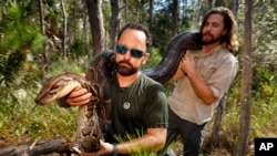 FILE -- A14-foot, 95-pound, female Burmese python is carried out of an upland habitat in Naples, Florida. 