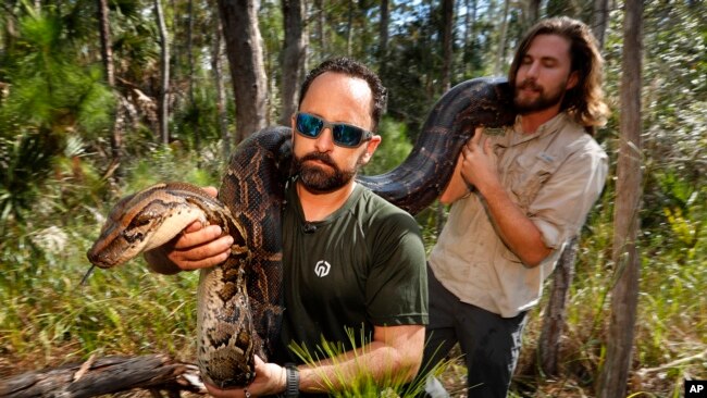 FILE -- A14-foot, 95-pound, female Burmese python is carried out of an upland habitat in Naples, Florida.