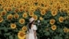 A tourist take selfies against the blooming wildflowers and sunflowers at the Olympic Forest Park in Beijing on July 3, 2024.