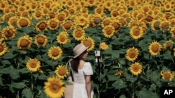 A tourist take selfies against the blooming wildflowers and sunflowers at the Olympic Forest Park in Beijing on July 3, 2024.