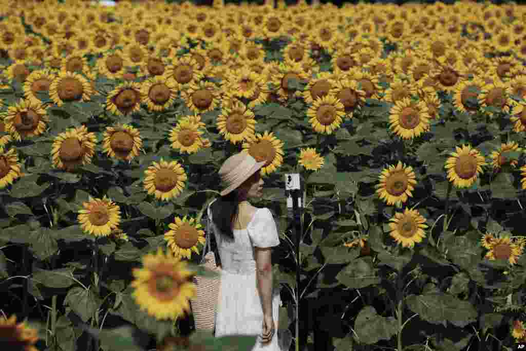 Tourist take selfies against the blooming wildflowers and sunflowers at the Olympic Forest Park in Beijing, China.