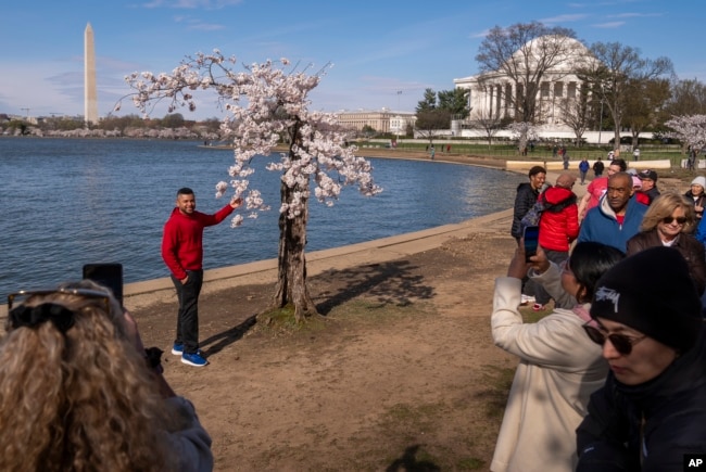 The Washington Monument and Jefferson Memorial are visible as visitors photograph a cherry tree affectionally nicknamed 'Stumpy' as cherry trees enter peak bloom this week in Washington, Tuesday, March 19, 2024. (AP Photo/Andrew Harnik)