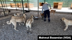 Merkezdeki hayvanlara günde 2 kez mama veriliyor.