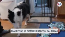 Tecnología da voz a las mascotas