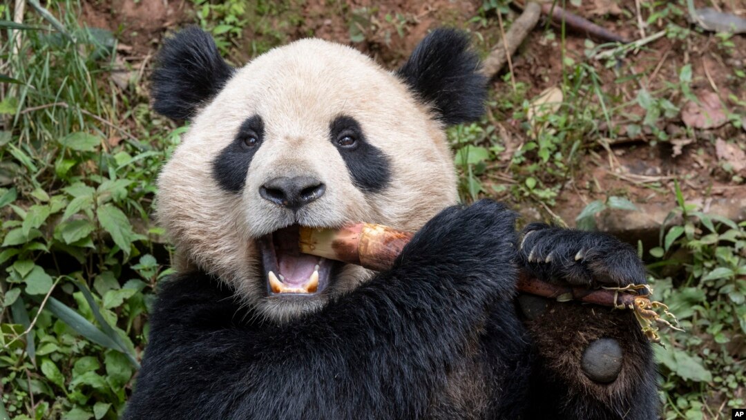 Panda raksasa Yun Chuan di provinsi Sichuan, China, 25 April 2024. (Ken Bohn/Kebun Binatang San Diego via AP)