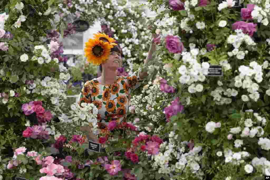 Fran Suermondt from Burpee Europe looks at a display of Peter Beales Classic Roses at Chelsea Flower Show in London. The RHS Chelsea Flower Show is a garden show by the Royal Horticultural Society in the grounds of the Royal Hospital Chelsea since 1912.