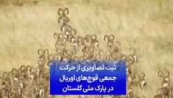 ثبت تصاویری از حرکت جمعی قوچ‌های اوریال در پارک ملی گلستان