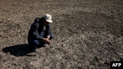 FILE — A farmer checks his dry cereal field in Berrechid, Morocco's historically wheat-rich province situated some 40 kilometers (about 25 miles) southeast of Casablanca, on February 7, 2024, amid sixth consecutive years of drought.
