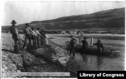 This ca. 1906 photograph shows six men and one woman on shore holding fishing net filled with fish; three men stand in the water next to boat; two of them hold large salmon on spears.