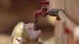 A monkey tries to quenche its thirst from a water tap on a hot summer day in Prayagraj, India, May 20, 2023.
