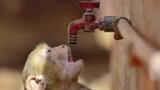 A monkey tries to quenche its thirst from a water tap on a hot summer day in Prayagraj, India, May 20, 2023.