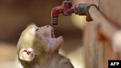 Seekor monyet mencoba menghilangkan dahaga saat musim panas di Prayagraj, India, 20 Mei 2023. (Foto: AFP)