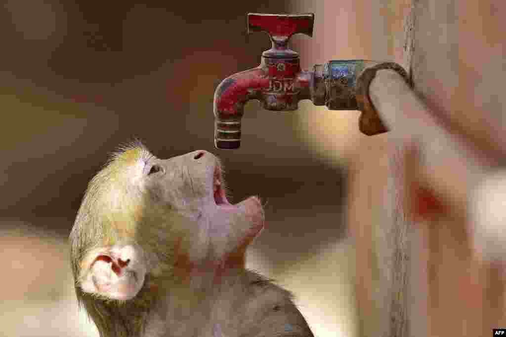 A monkey tries to quenche its thirst from a water tap on a hot summer day in Prayagraj, India, May 20, 2023.