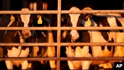 FILE - Dairy cows stand together at a farm in Clinton, Maine, April 1, 2024. Federal health and agriculture officials on May 10, 2024, pledged new spending and other efforts to help track and contain an outbreak of bird flu in U.S. dairy cows.