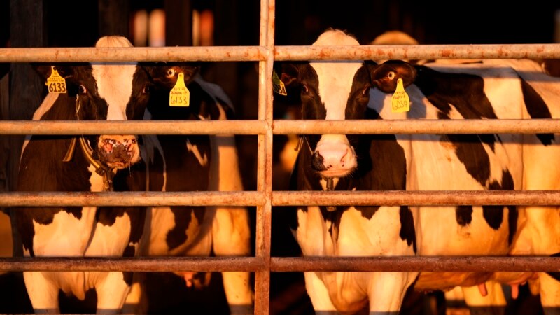 US pledges 0 million to help track, contain bird flu on dairy farms