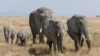 Le parc de Hwange, d'une superficie de quelque 14.600 km2, abrite environ 50.000 éléphants