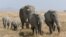 Le parc de Hwange, d'une superficie de quelque 14.600 km2, abrite environ 50.000 éléphants
