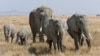African elephants call each other unique names, new study shows 