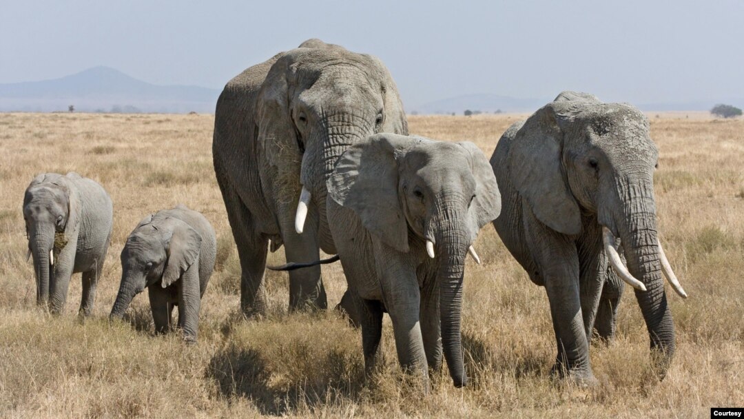FILE - A herd of African bush elephants is seen in the Serengeti in Tanzania. (Ikiwaner/Wikimedia Commons, 2010)