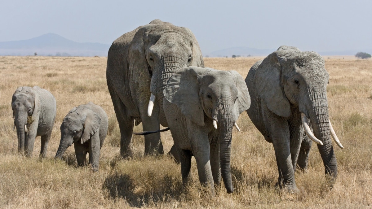 African elephants call each other unique names, new study shows