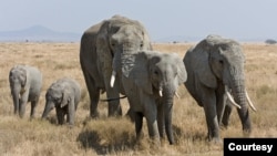FILE - A herd of African bush elephants is seen in the Serengeti in Tanzania. (Ikiwaner/Wikimedia Commons, 2010)