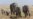 African elephants call each other unique names, new study shows