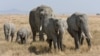 Krdo afričkih slonova u Tanzaniji. (Foto: Ikiwaner/Wikimedia Commons)