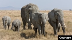 A herd of African bush elephants in the Serengeti In Tanzania. Wildlife animal researchers say it appears that larger animals like elephants rarely get cancer, but the reasons why are not yet known. (Courtesy: Ikiwaner/Wikimedia Commons, 2010)