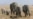 Researchers Studying Cancer in Wildlife Grapple With Why Some Get the Disease While Others Don’t