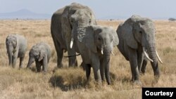 A herd of African bush elephants in the Serengeti In Tanzania. Wildlife animal researchers say it appears that larger animals like elephants rarely get cancer, but the reasons why are not yet known. (Courtesy: Ikiwaner/Wikimedia Commons, 2010)