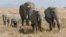 A herd of African bush elephants in the Serengeti In Tanzania. Wildlife animal researchers say it appears that larger animals like elephants rarely get cancer, but the reasons why are not yet known. (Courtesy: Ikiwaner/Wikimedia Commons, 2010)