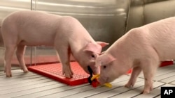 In this photo provided by United Therapeutics Corporation, genetically modified pigs stand inside a company facility in Christiansburg, Va., in May 2024. (United Therapeutics Corporation via AP)