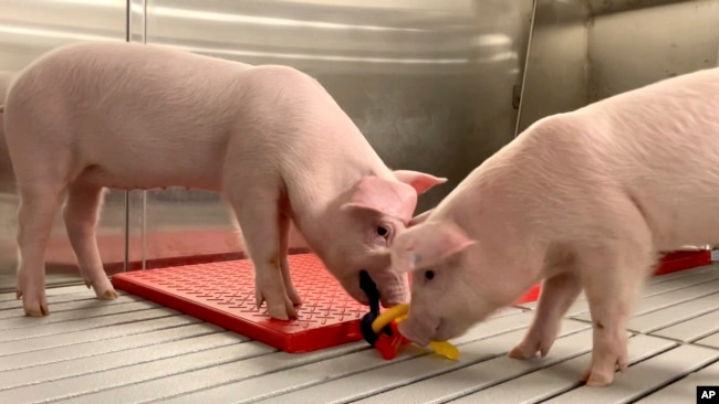 In this photo provided by United Therapeutics Corporation, genetically modified pigs stand inside a company facility in Christiansburg, Va., in May 2024. (United Therapeutics Corporation via AP)