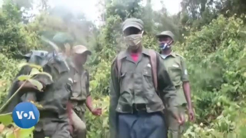 Meurtres d'écogardes du parc des Virunga : réactions indignées en RDC