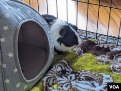 Nina, the guinea pig, in her enclosure having "piggy" playtime. (VOA Learning English: Faith Pirlo)