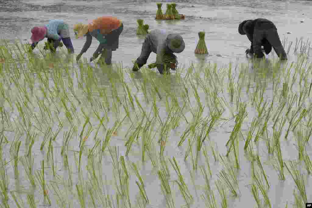 Local farmers plant rice at a rice paddy field during the rainy season in Sa Svet village outside Phnom Penh, Cambodia.