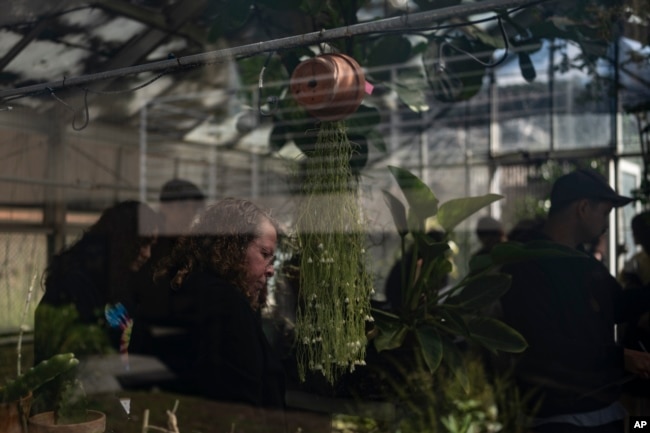 Associate professor Vered Mirmovitch and her biology class students visit a greenhouse on the West Los Angeles College campus in Culver City, Calif., Tuesday, March 12, 2024. (AP Photo/Jae C. Hong)