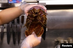 Hu, the owner of the restaurant, holds the giant isopod for a photo in the kitchen in Taipei, Taiwan May 27, 2023. (REUTERS/Ann Wang)