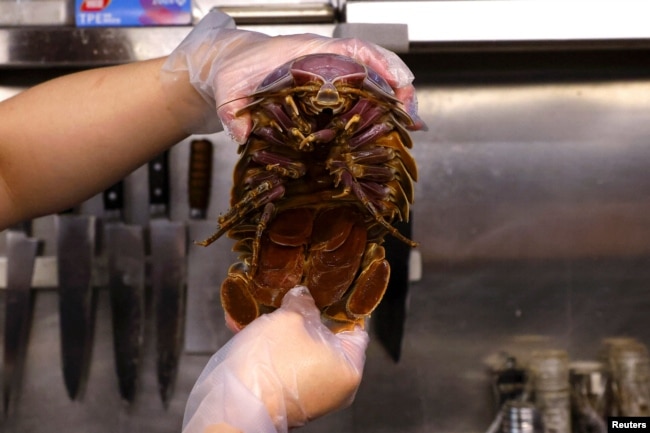 Hu, the owner of the restaurant, holds the giant isopod for a photo in the kitchen in Taipei, Taiwan May 27, 2023. (REUTERS/Ann Wang)