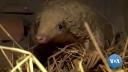 Pangolins Still Most Trafficked Mammal Despite Protections