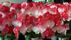 蝴蝶兰呈现土耳其国旗图案 台湾花展为异国地震灾害筹款