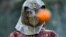 A person participates in the annual 'Battle of the Oranges' in the northern city of Ivrea, Italy, Feb. 19, 2023.