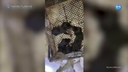 Enkaz Altında Doğum Yapan Köpek ve Yavruları Kurtarıldı 