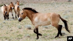 FILE - This photo taken on June 16, 2011, shows four horses after being released at the Khomiin Tal reservation in Western Mongolia. (AP Photo/Petr David Josek, File)