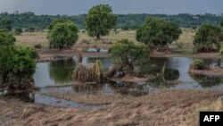 Shamba la mahindi lililiharibiwa na ma mafuriko Kusini mwa malawi. Picha na