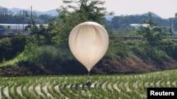A balloon believed to have been sent by North Korea, carrying various objects including what appeared to be trash and excrement, is seen over a rice field at Cheorwon, South Korea, May 29, 2024. (Yonhap via Reuters)