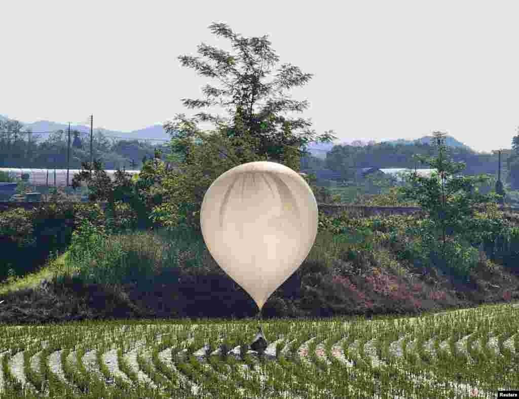 A balloon believed to have been sent by North Korea, carrying various objects including what appeared to be trash and excrement, is seen over a rice field at Cheorwon, South Korea. (Yonhap via Reuters)